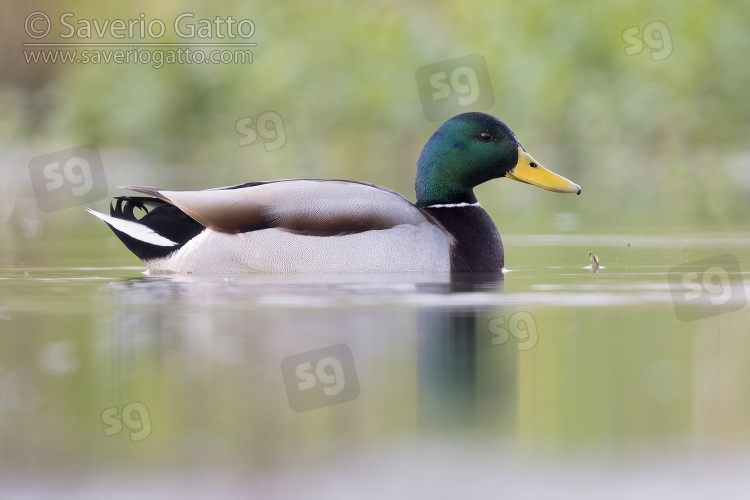 Mallard, side view of an adult male swimming in the water