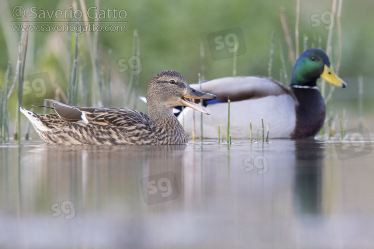 Mallard, side view of a couple swimming in the water