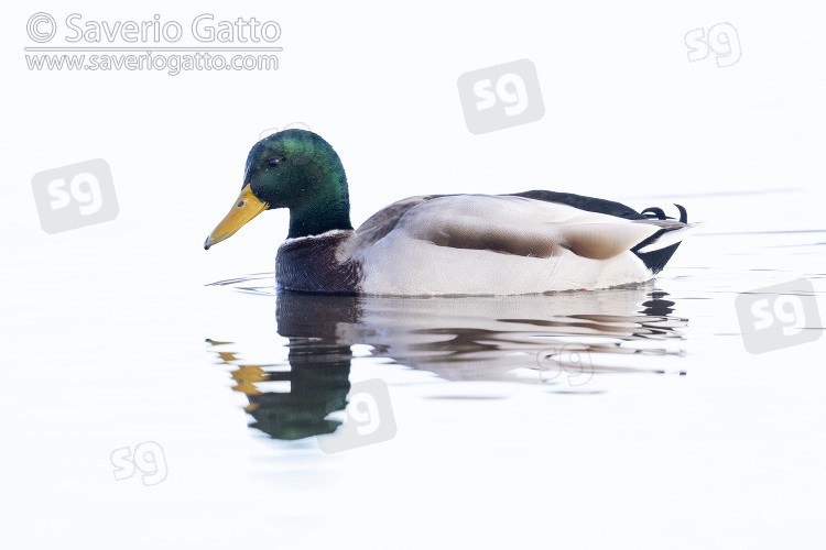 Mallard, side view of an adult male swimming in the water