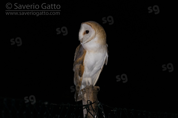 Barn Owl, fornt view of an adult perched on a post