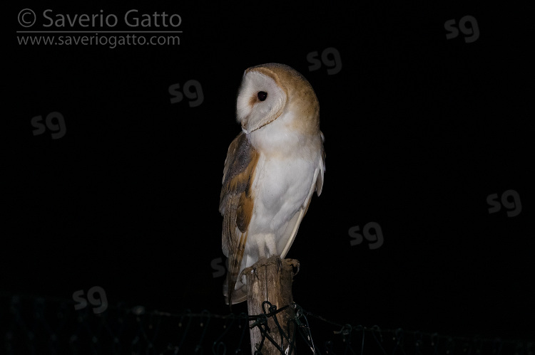 Barn Owl