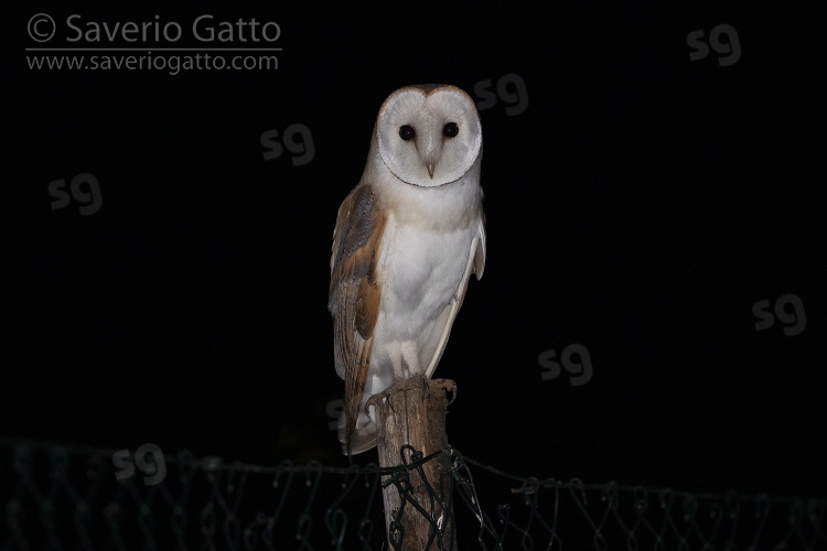 Barn Owl, fornt view of an adult perched on a post