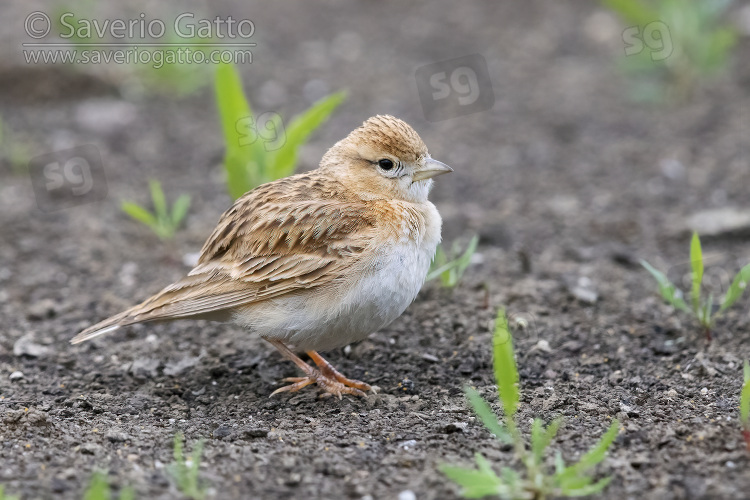 Greater Short-toed Lark