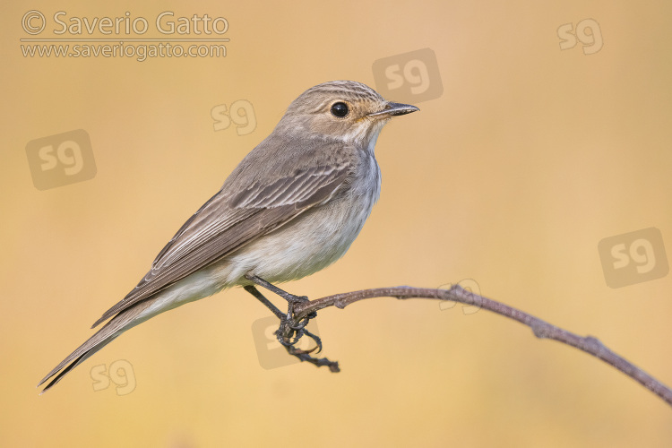 Spotted Flycatcher, side view of an adult perched on a branch