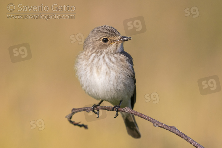 Spotted Flycatcher