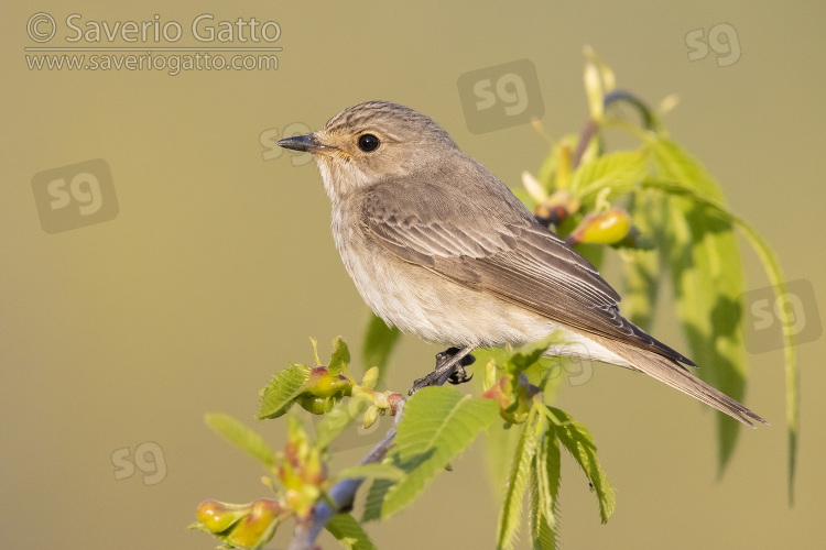 Spotted Flycatcher, side view of an adult perched on a branch