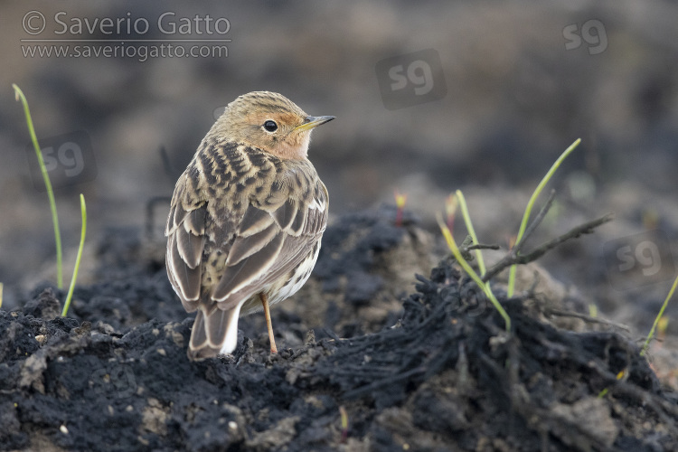 Red-throated Pipit, adult standing on the ground seen from the back