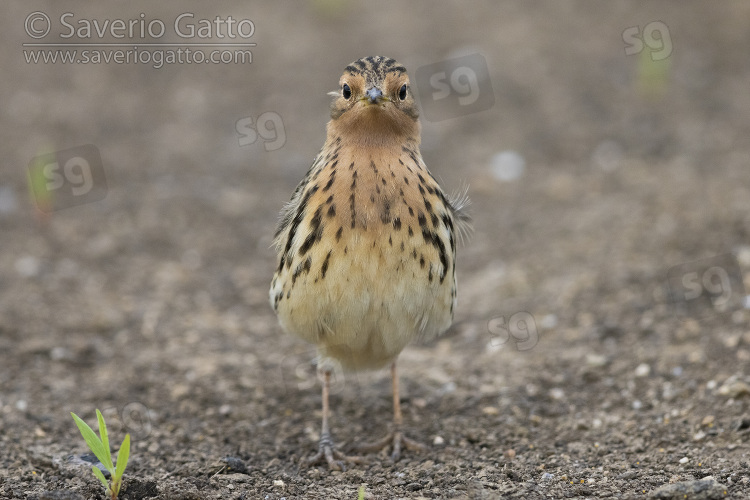 Red-throated Pipit, front view of an adult standing on the ground