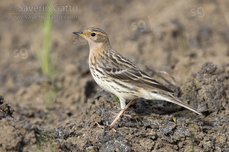 Red-throated Pipit, side view of an adult standing on the ground