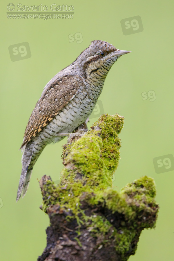 Eurasian Wryneck, side view of an adult perched on an old branch