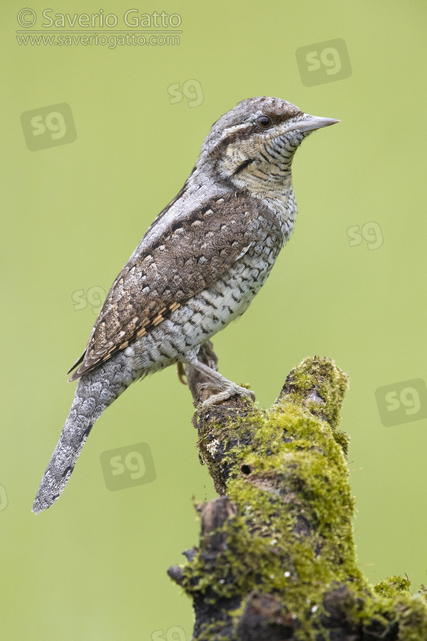 Eurasian Wryneck, side view of an adult perched on an old branch