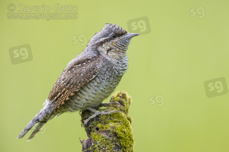 Eurasian Wryneck, side view of an adult perched on an old branch