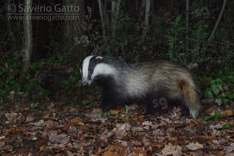 European Badger, side view of an adult walking in a wood