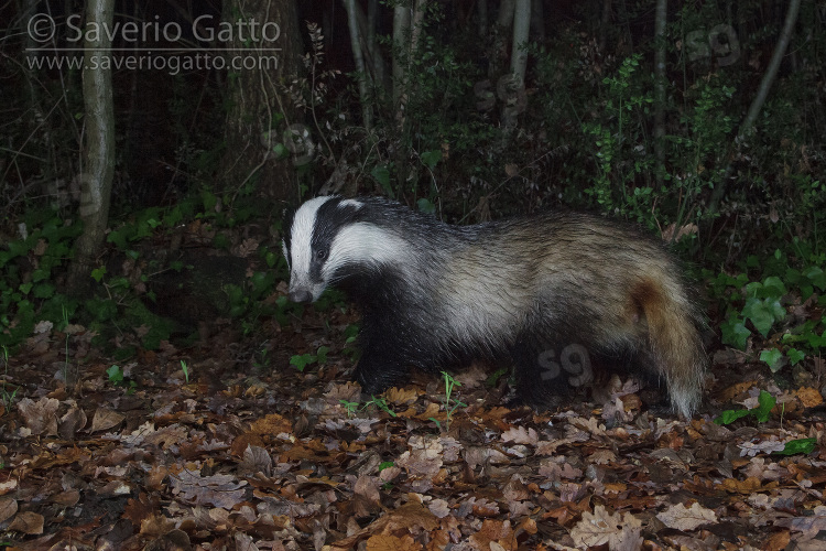 Tasso, adulto in un bosco