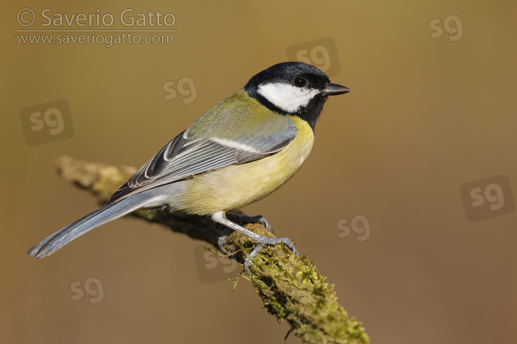 Great Tit, side view of an adult perched on a branch