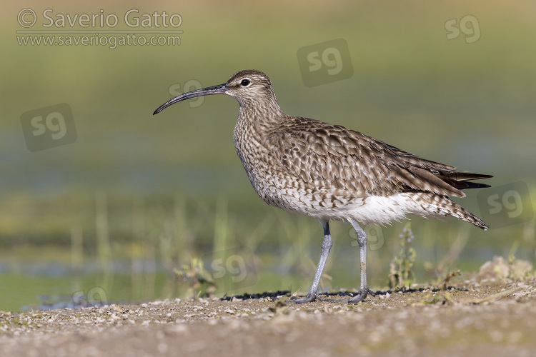 Eurasian Whimbrel, side view of an adult standing on the ground