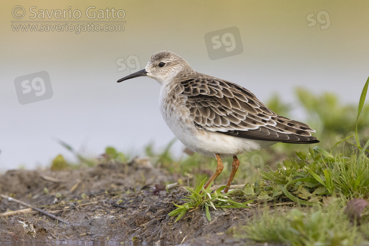 Ruff, side view of an adult male standing on the ground