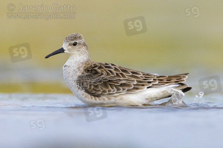 Ruff, side view of an adult female standing in the water