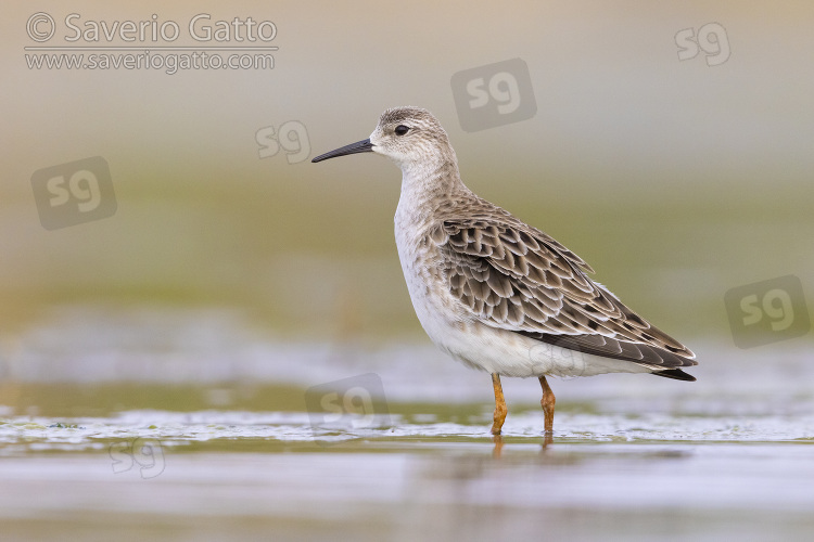 Ruff, side view of an adult female standing in the water