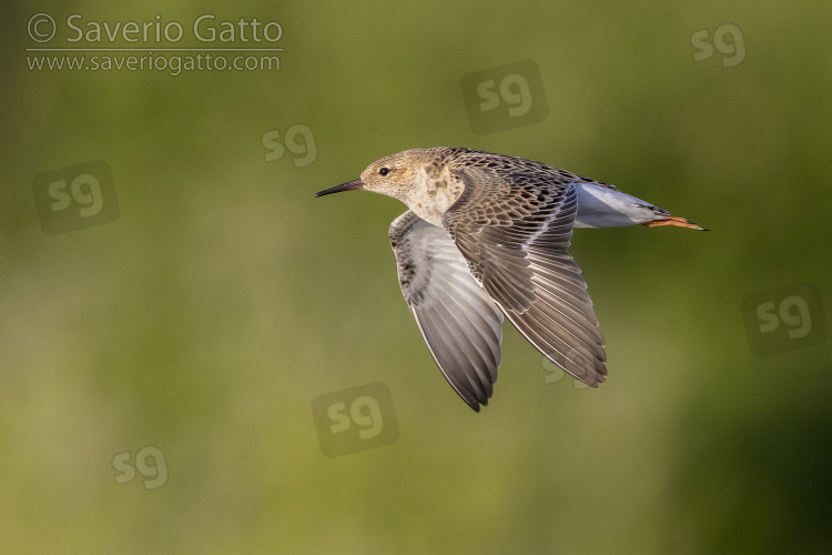 Ruff, side view of an adult female in flight