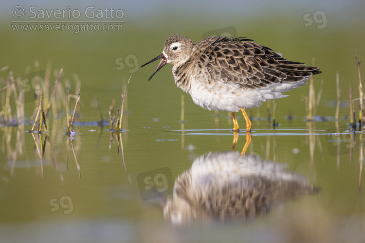 Ruff, side view of an adult male standing in the water