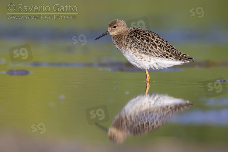 Ruff, side view of an adult female standing in the water