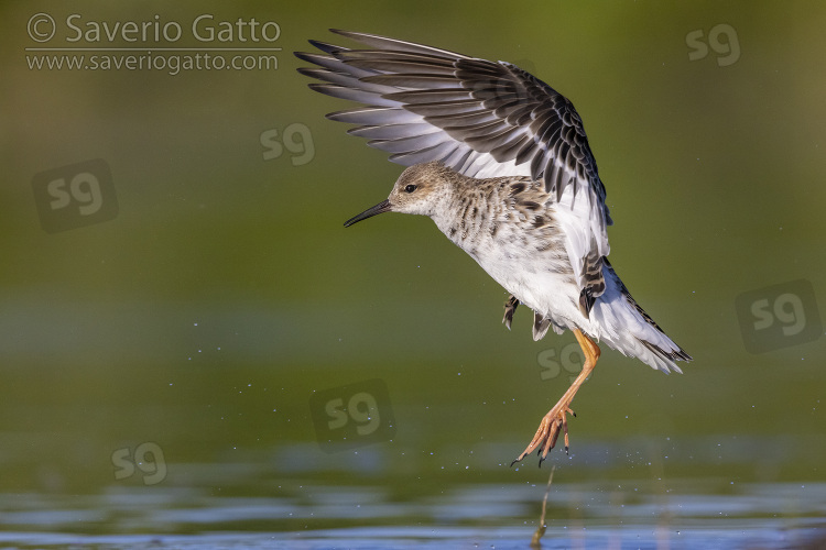 Ruff, side view of an adult female in flight