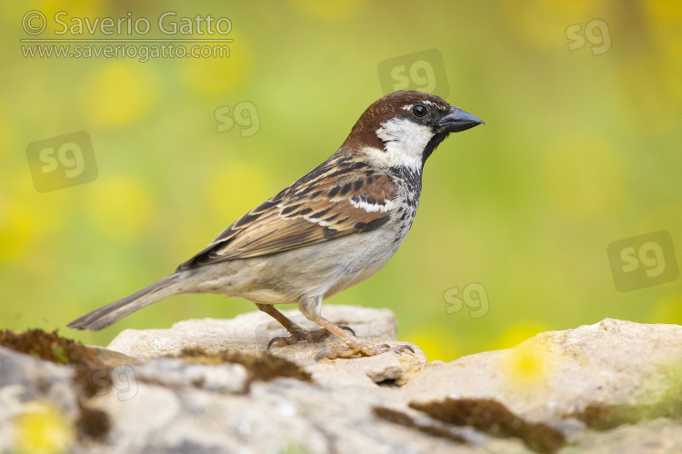 Italian Sparrow