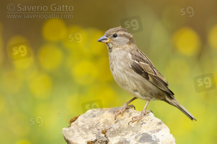 Italian Sparrow