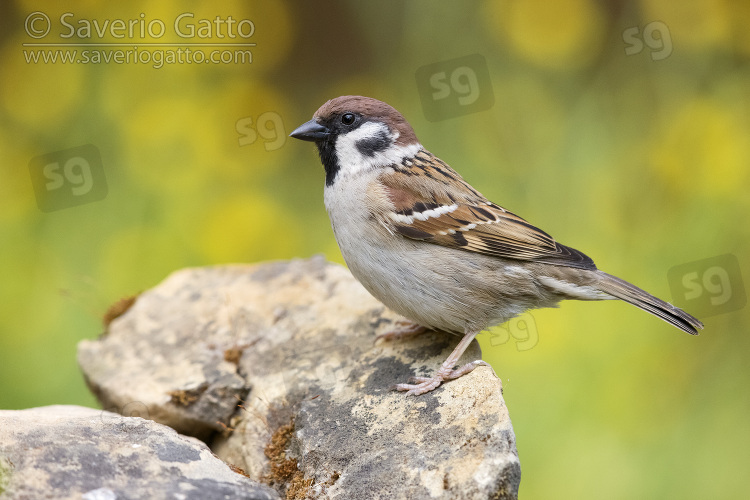 Eurasian Tree Sparrow, side view of an adult standing on a rock