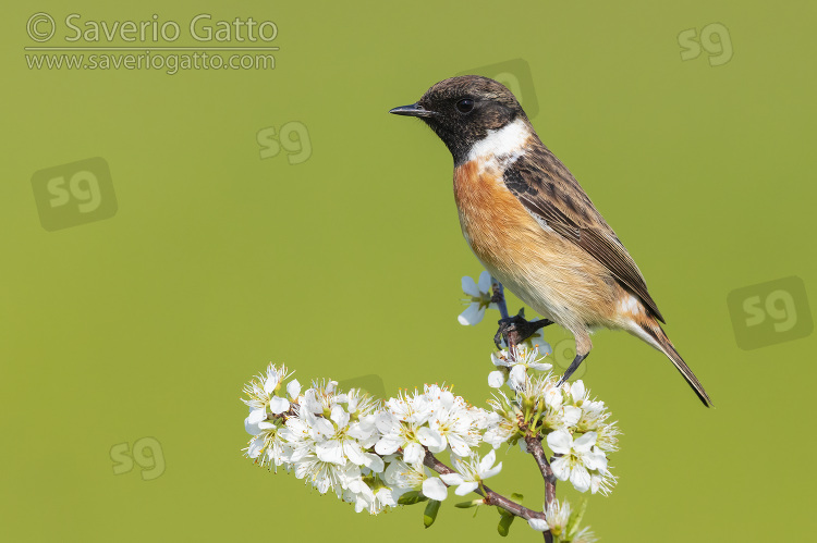 European Stonechat, side view of an adult male just standing on a blackthorn branch