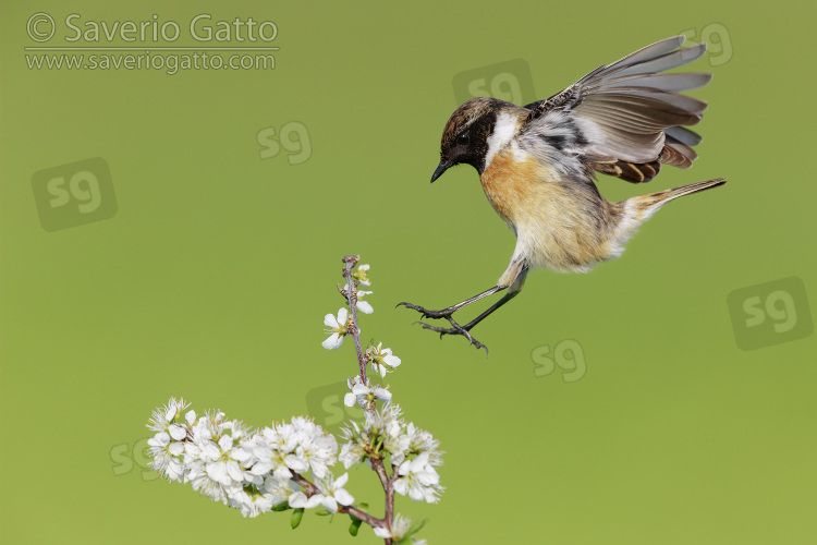European Stonechat, side view of an adult male landing on a blackthorn branch