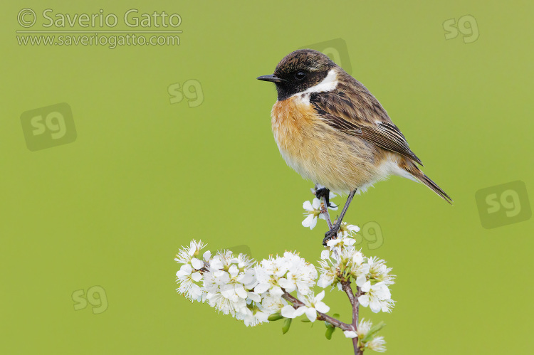 European Stonechat, side view of an adult male just standing on a blackthorn branch