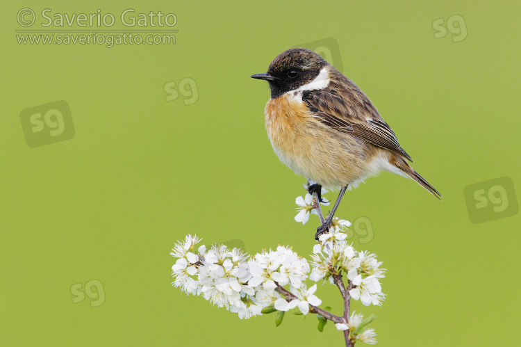 European Stonechat