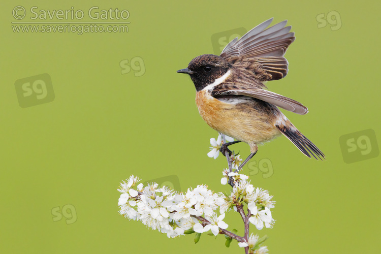 European Stonechat, side view of an adult male just landed on a blackthorn branch