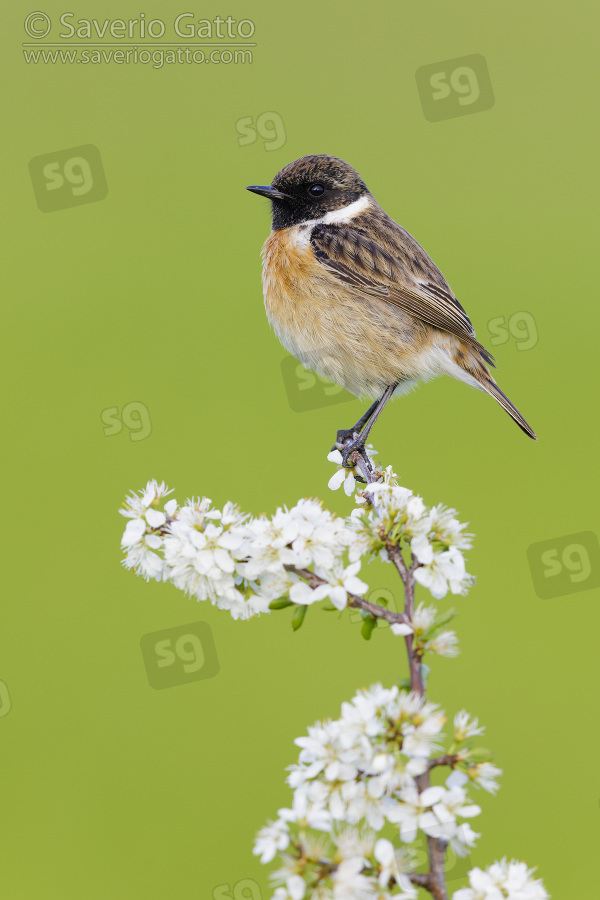European Stonechat, side view of an adult male just standing on a blackthorn branch