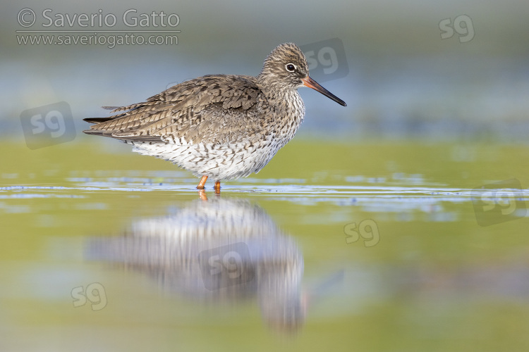 Common Redshank, side view of an adult standing in the water