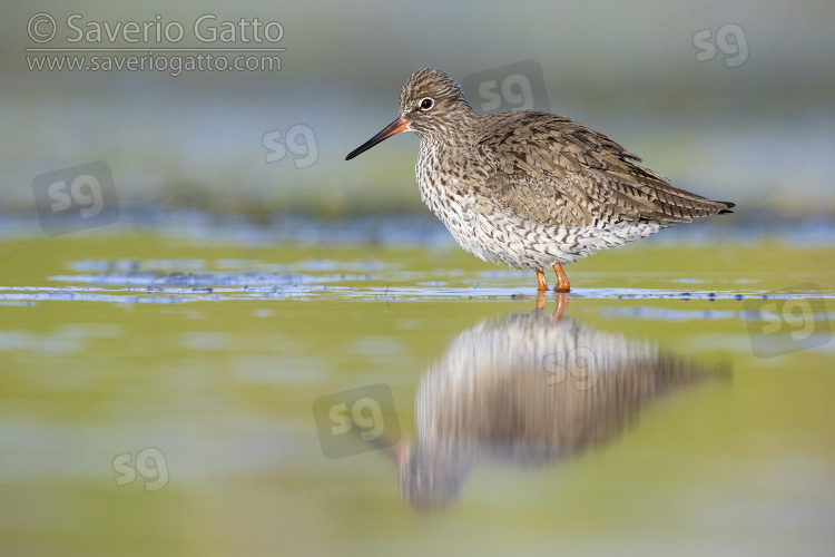 Common Redshank, side view of an adult standing in the water