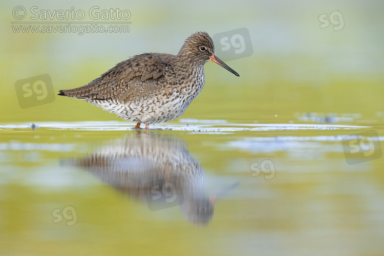 Common Redshank, side view of an adult standing in the water