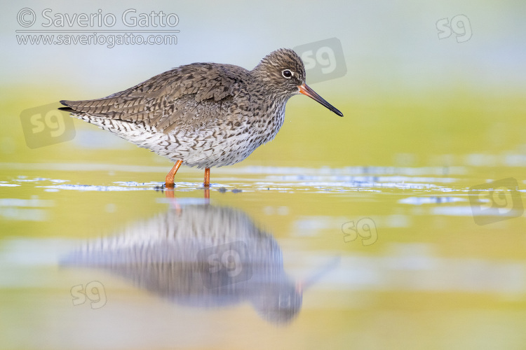 Common Redshank, side view of an adult standing in the water