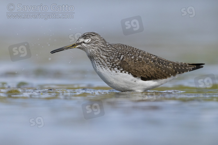 Green Sandpiper, side view of an adult standing in the water