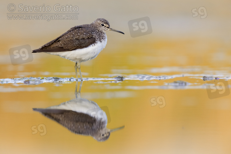 Green Sandpiper