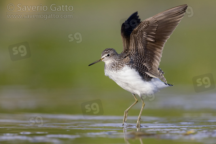 Green Sandpiper, side view of an adult at take-off