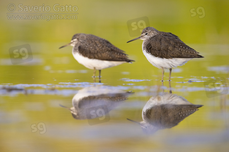 Green Sandpiper, two birds resting in the water