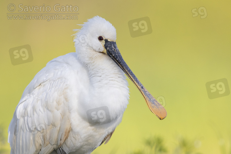 Eurasian Spoonbill, close-up of an immature individual