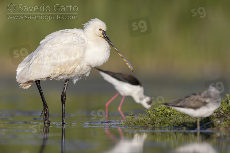 Eurasian Spoonbill, immature individual standing in the water