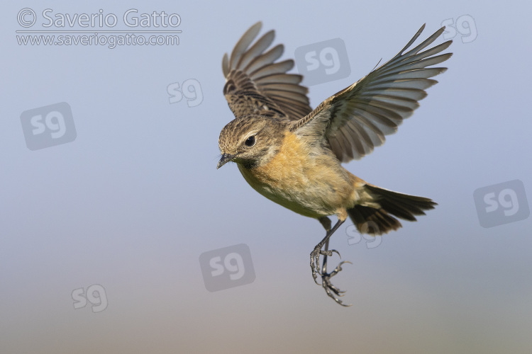 European Stonechat, adult female in flight