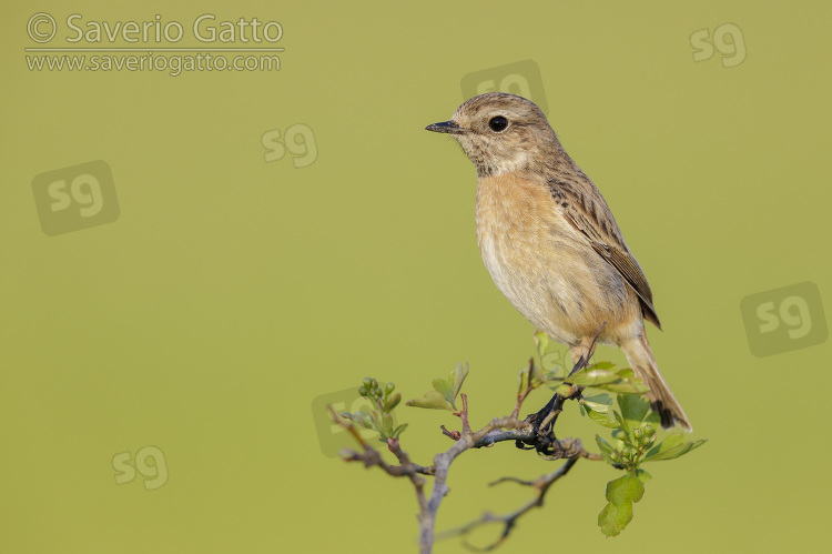 European Stonechat, side view of an adult female standing on a branch