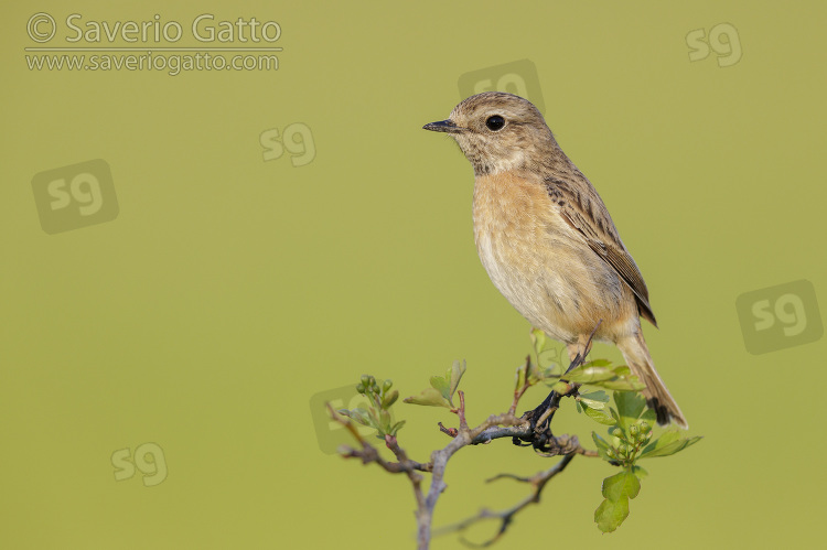 European Stonechat