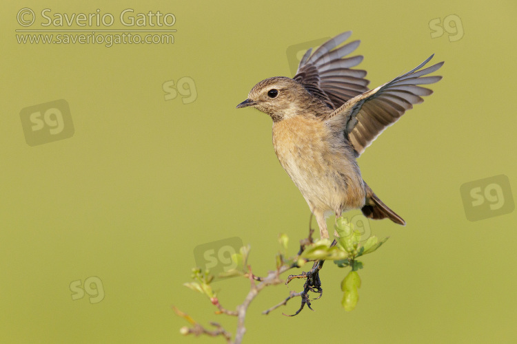 European Stonechat, side view of an adult female standing on a branch